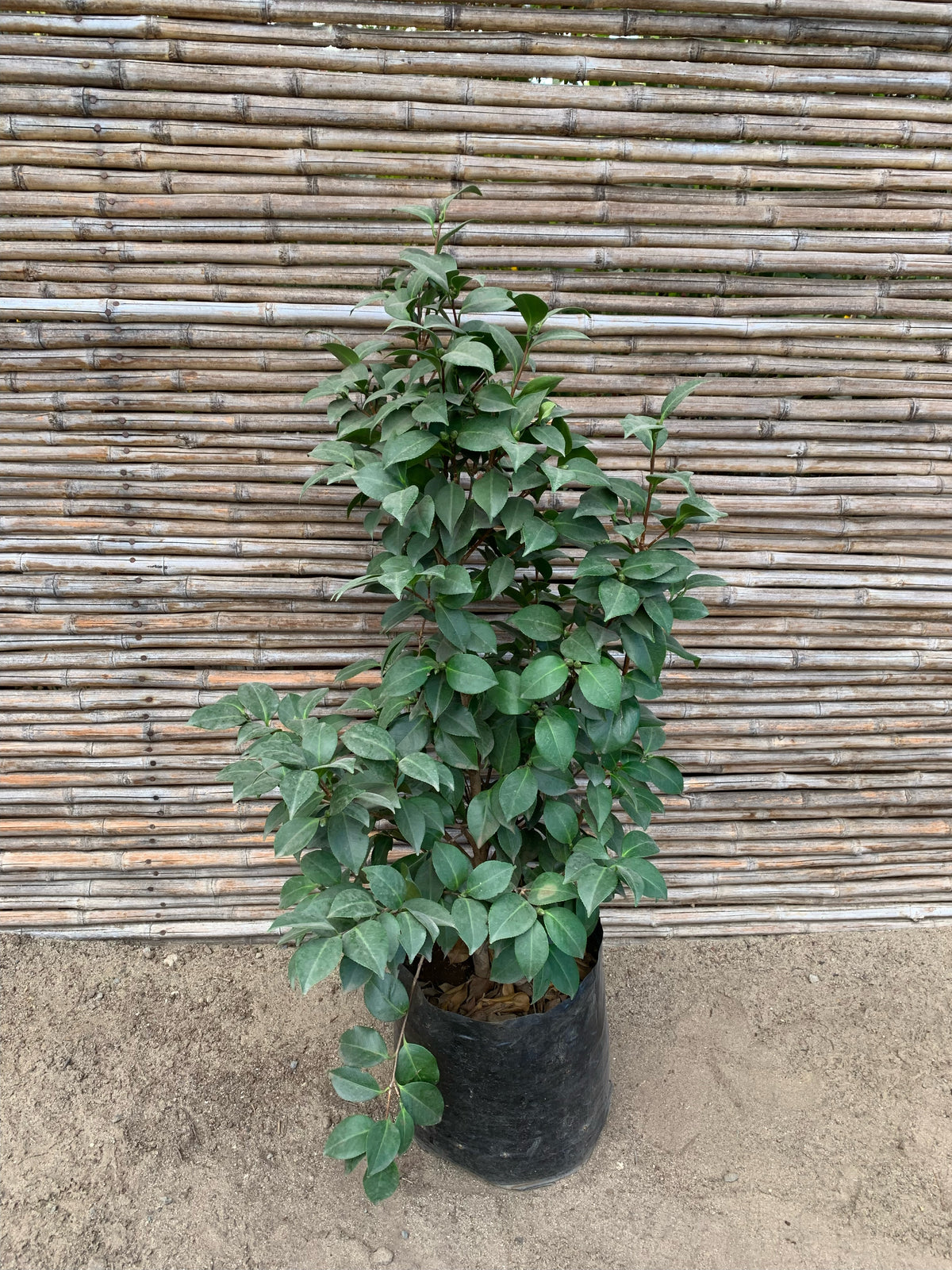 Camelia - Camelia Japónica (0.6-1m)