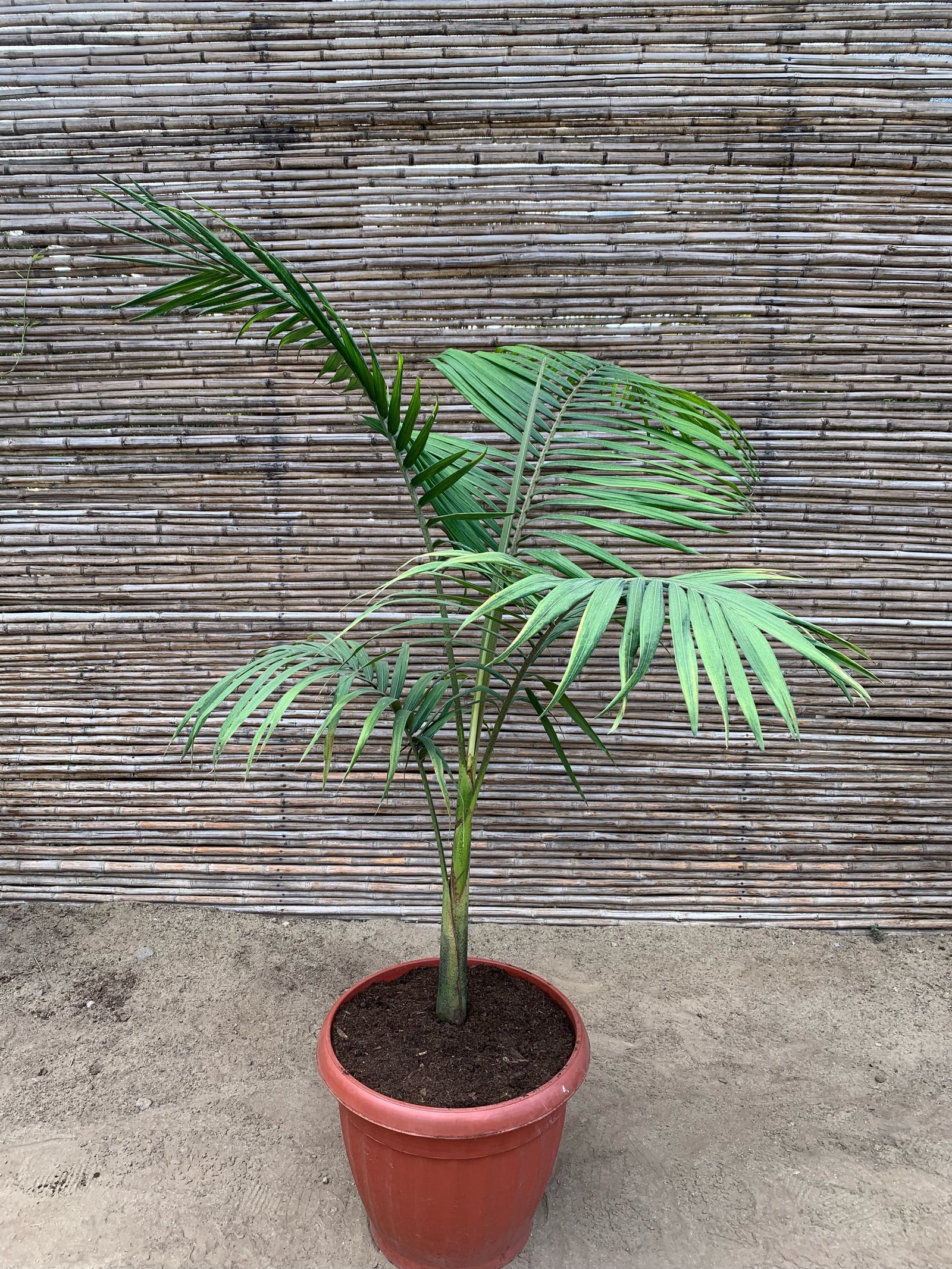 Kentia - Howea forsteriana (1.5-1.7m)