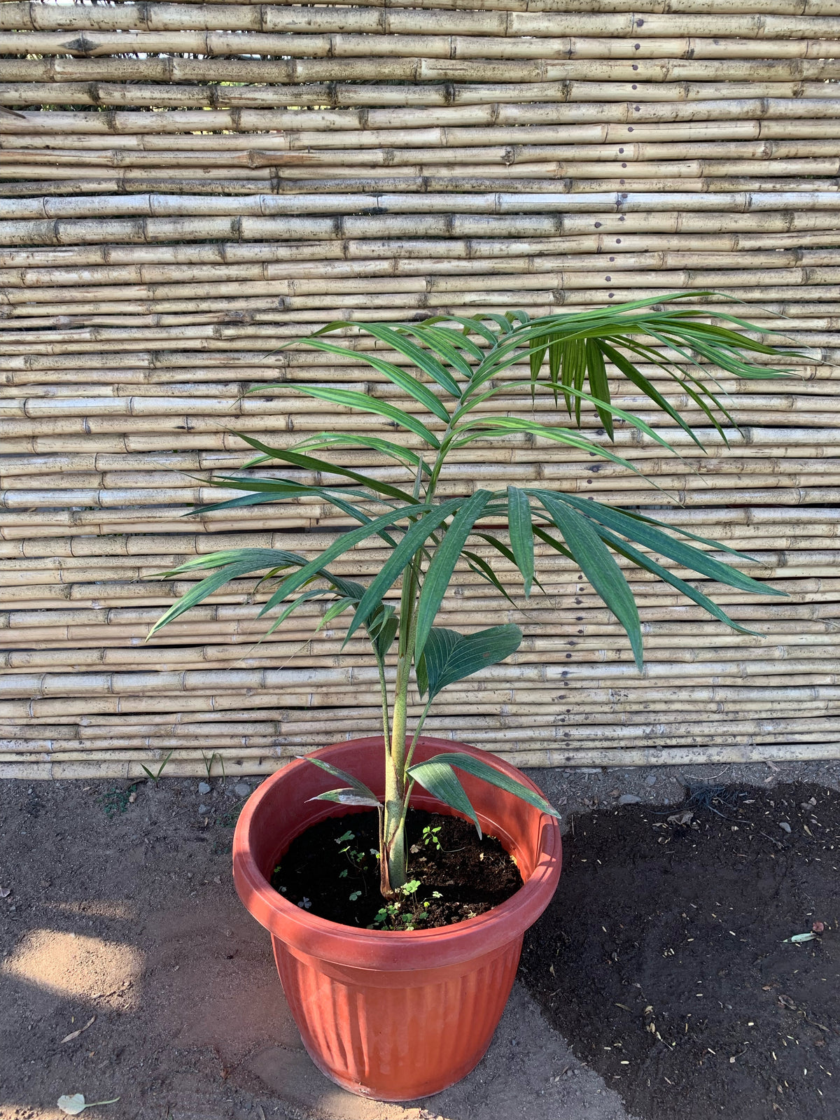 Kentia - Howea forsteriana (0.8m)