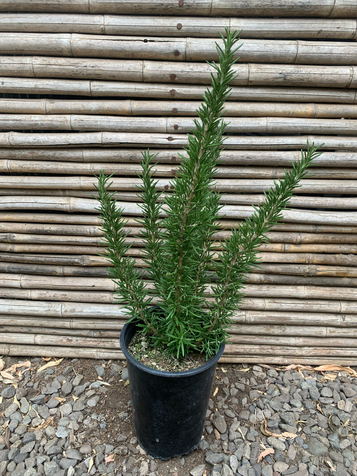 Romero Arbustivo (de comer)