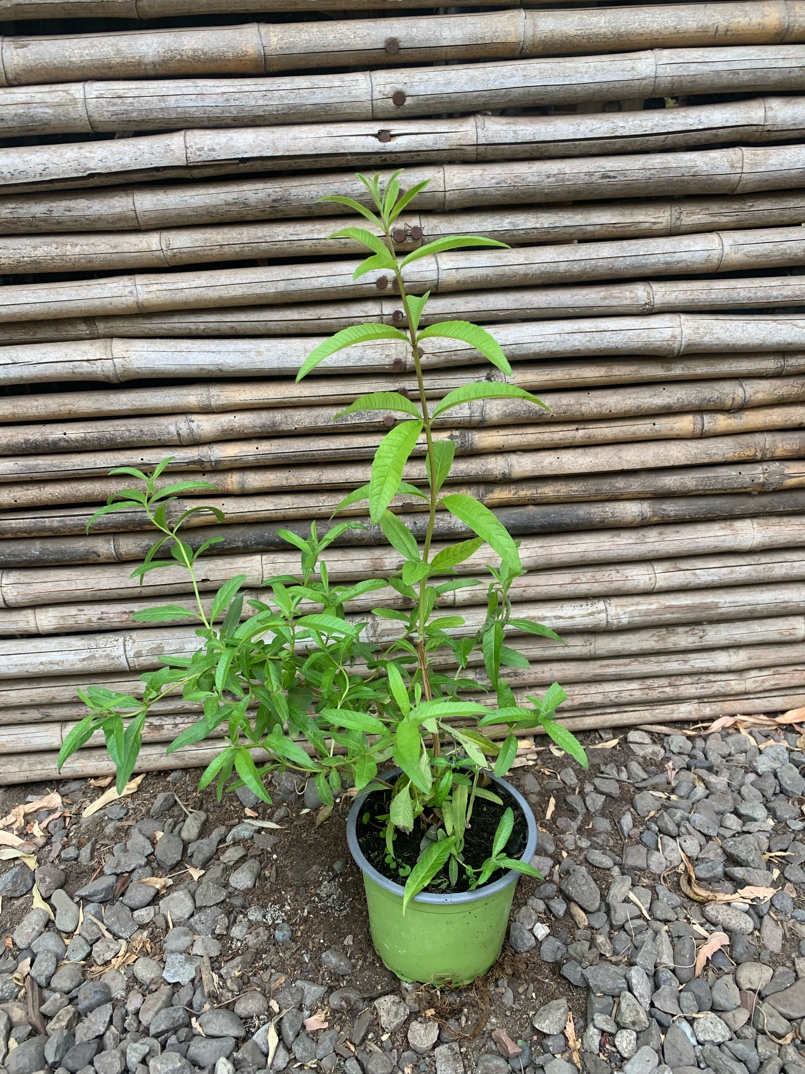 Cedrón (Aloysia citrodora)