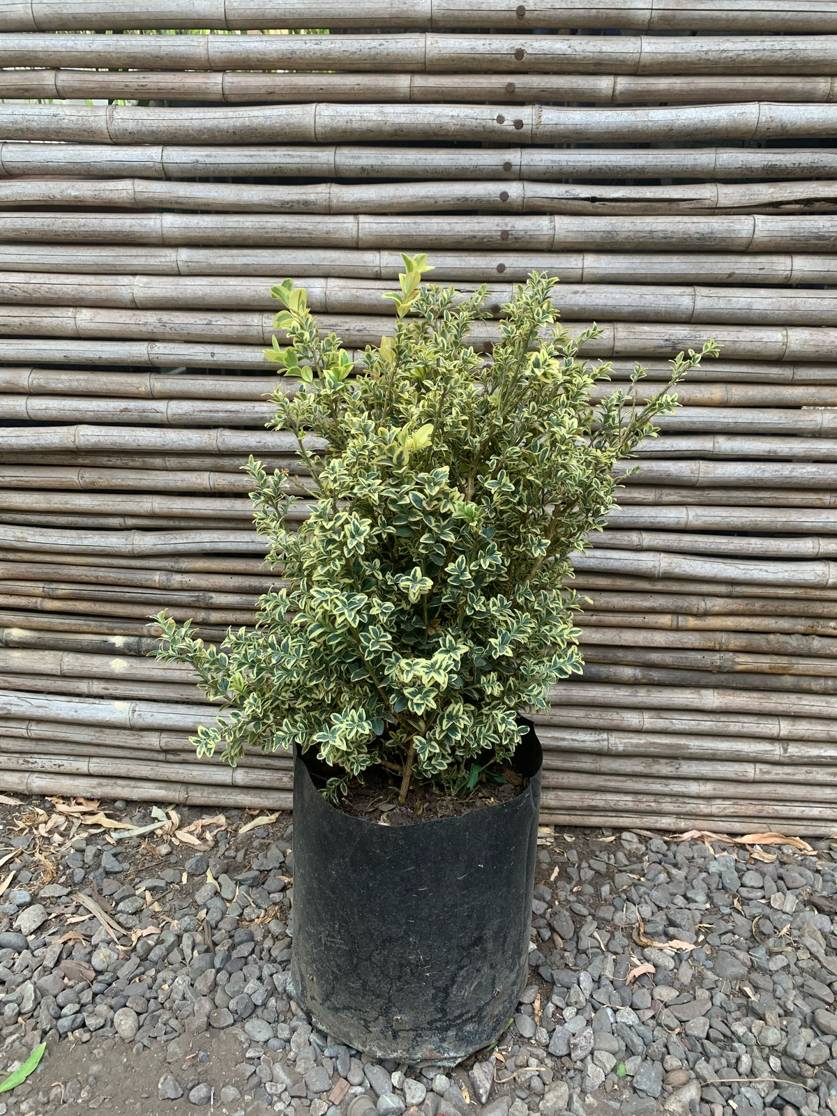 Boj Variegado - Buxus Sempervirens Variegata