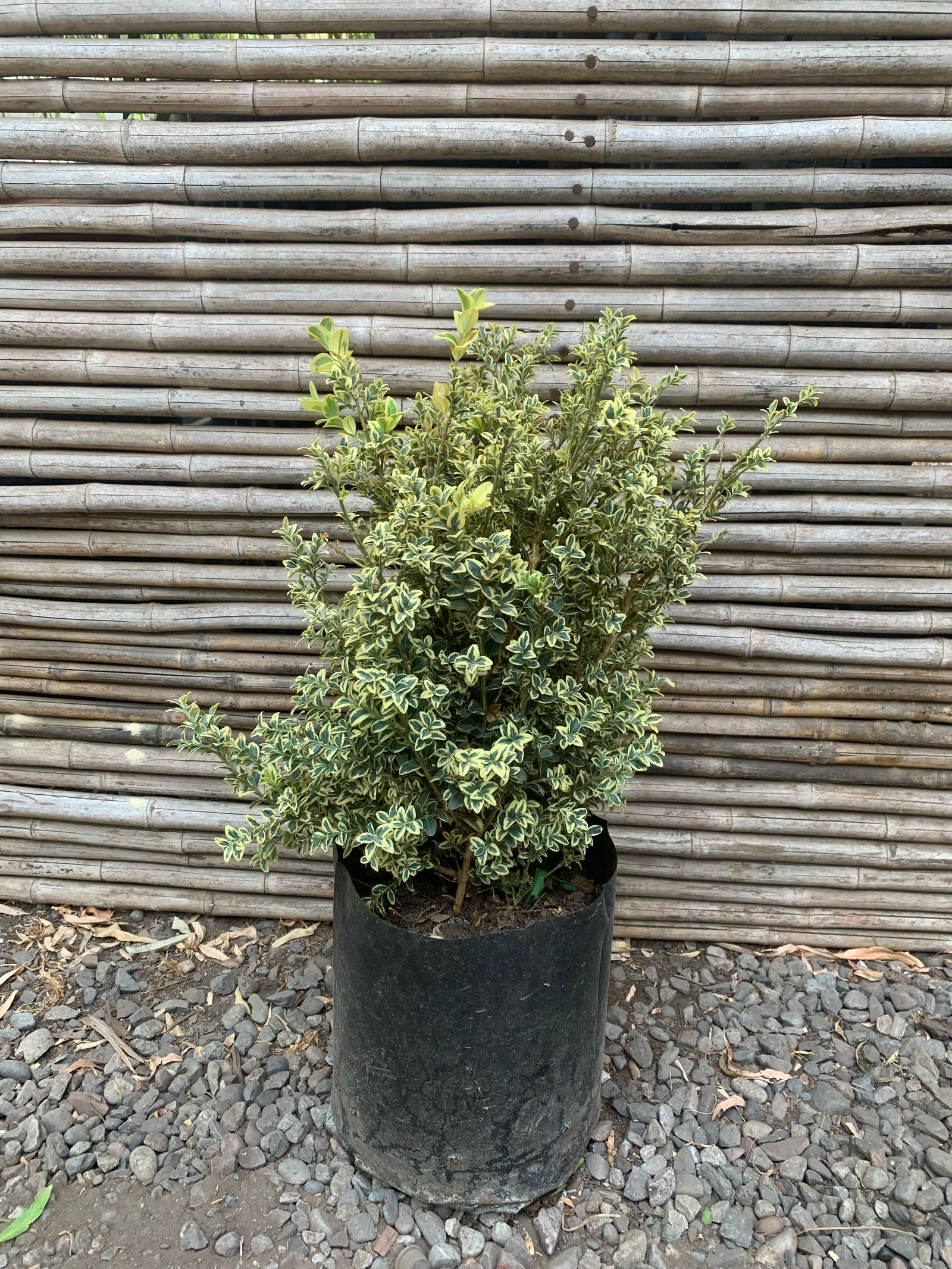Boj Variegado - Buxus Sempervirens Variegata