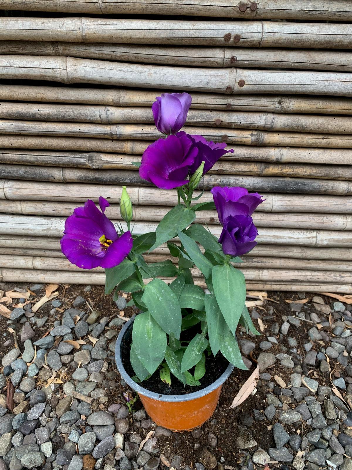 Lisianthus - Eustoma