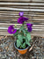 Lisianthus - Eustoma