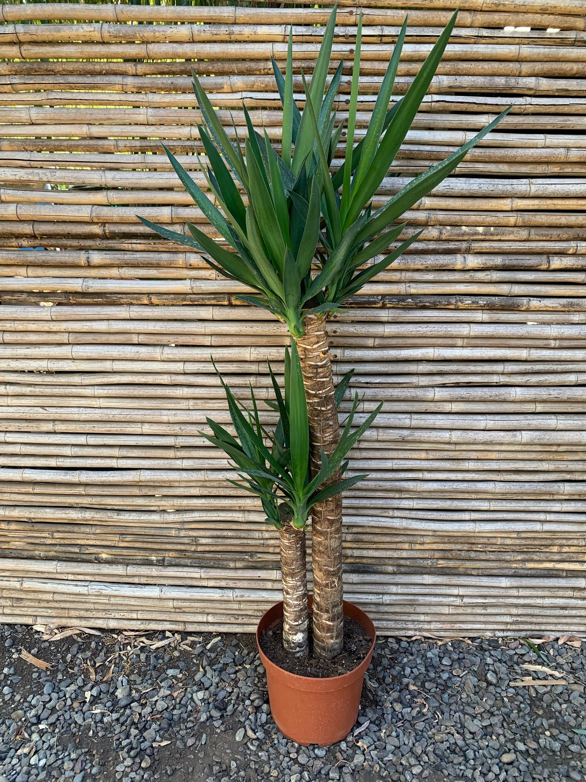 Yuca o Yucca (Pie alto) Doble (1.0-1.2m)
