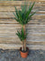 Yuca o Yucca (Pie alto) Doble (1.0-1.2m)