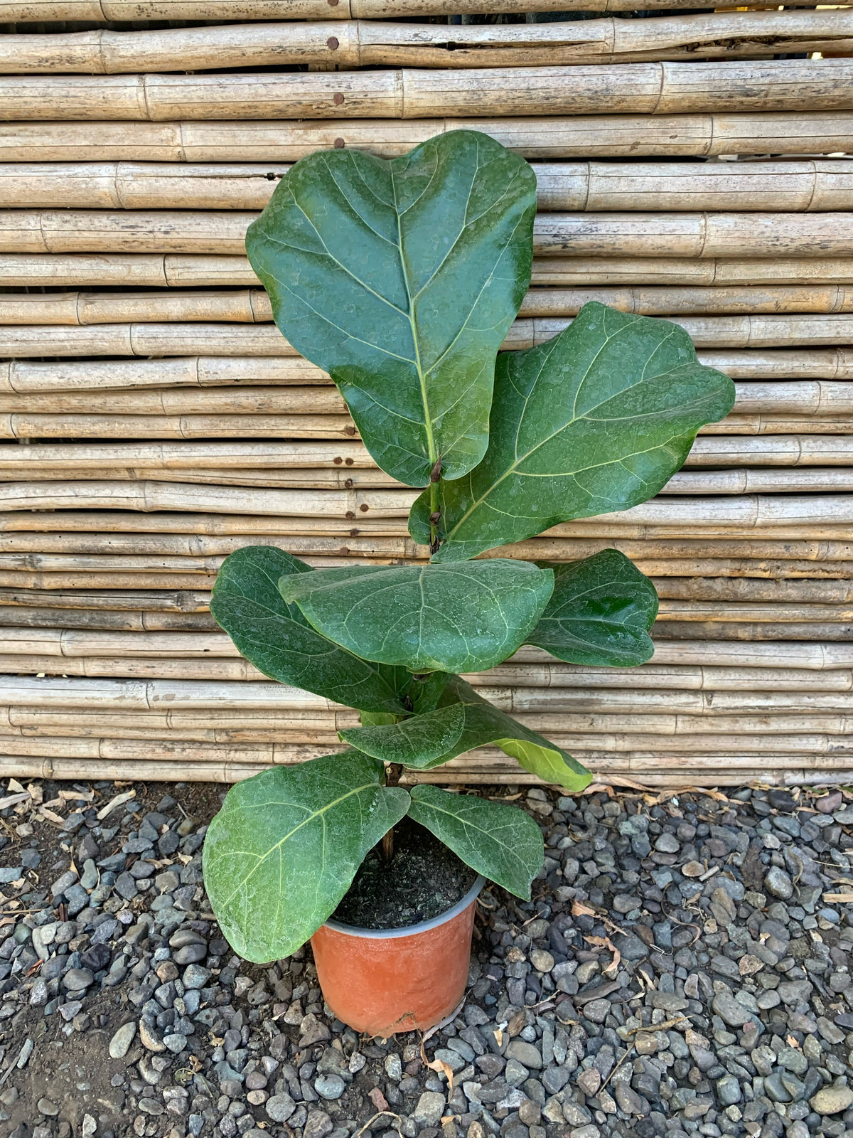 Ficus Lyrata