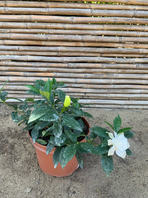 Gardenia Jasminoide
