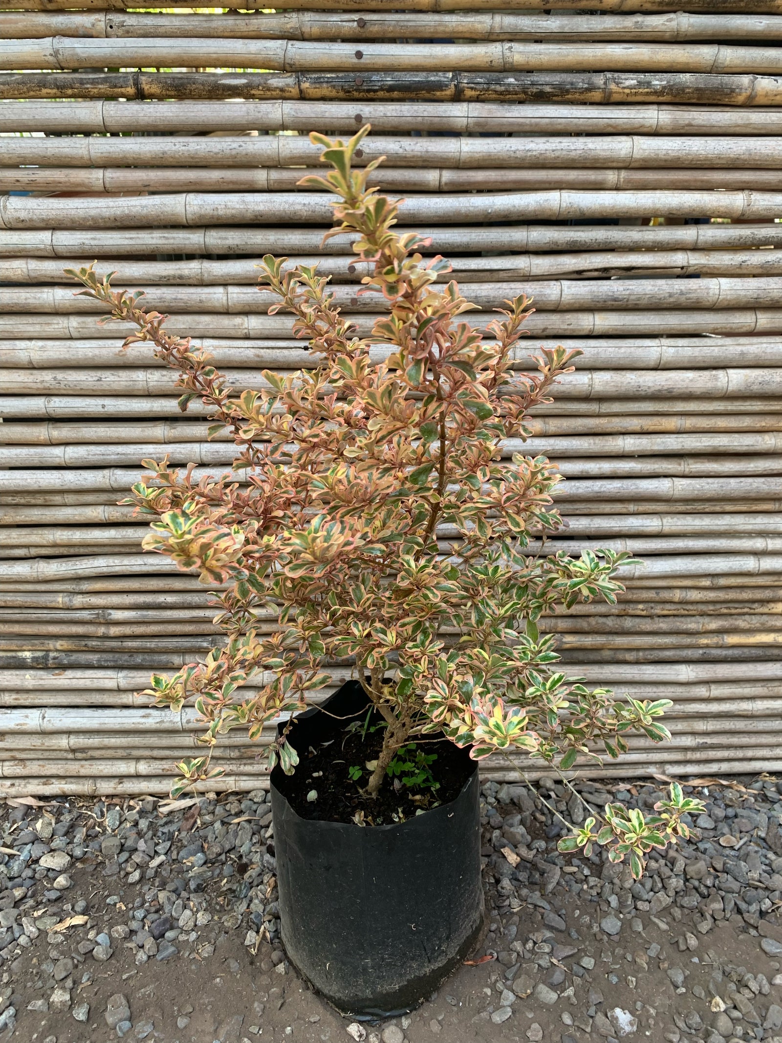 Coprosma Tequila (0.7-0.8m)