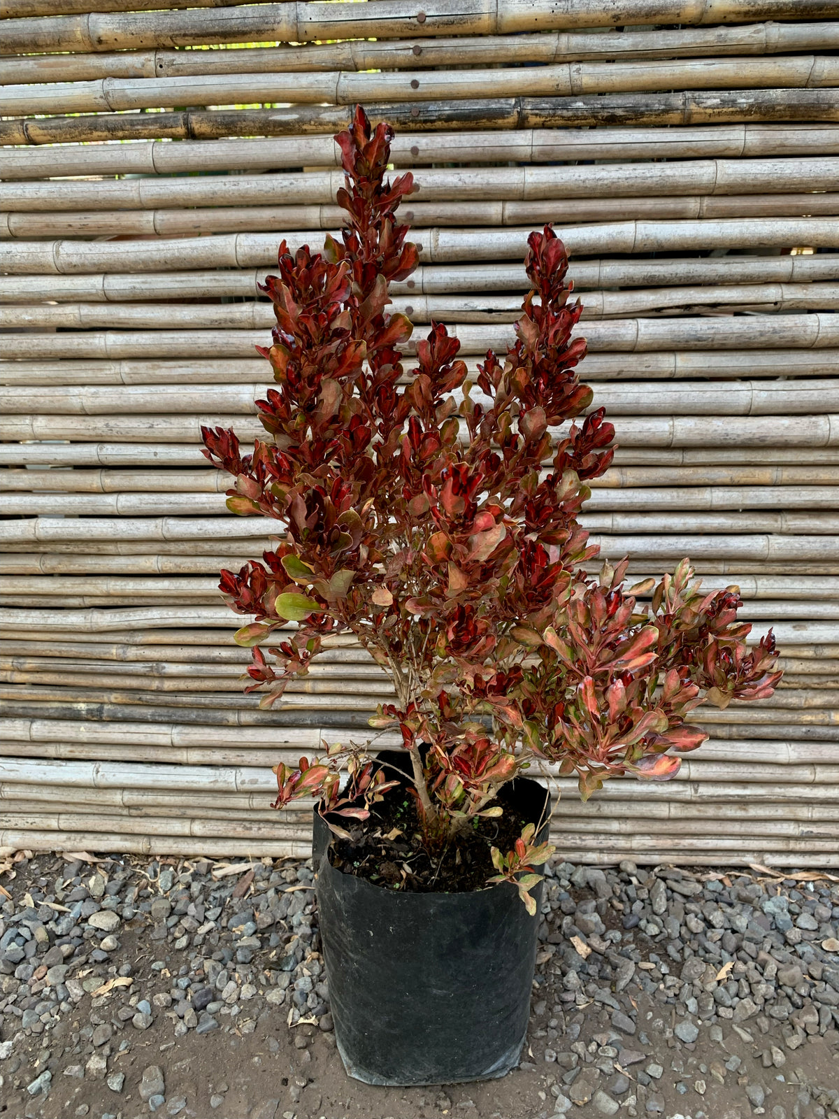 Coprosma Rojo
