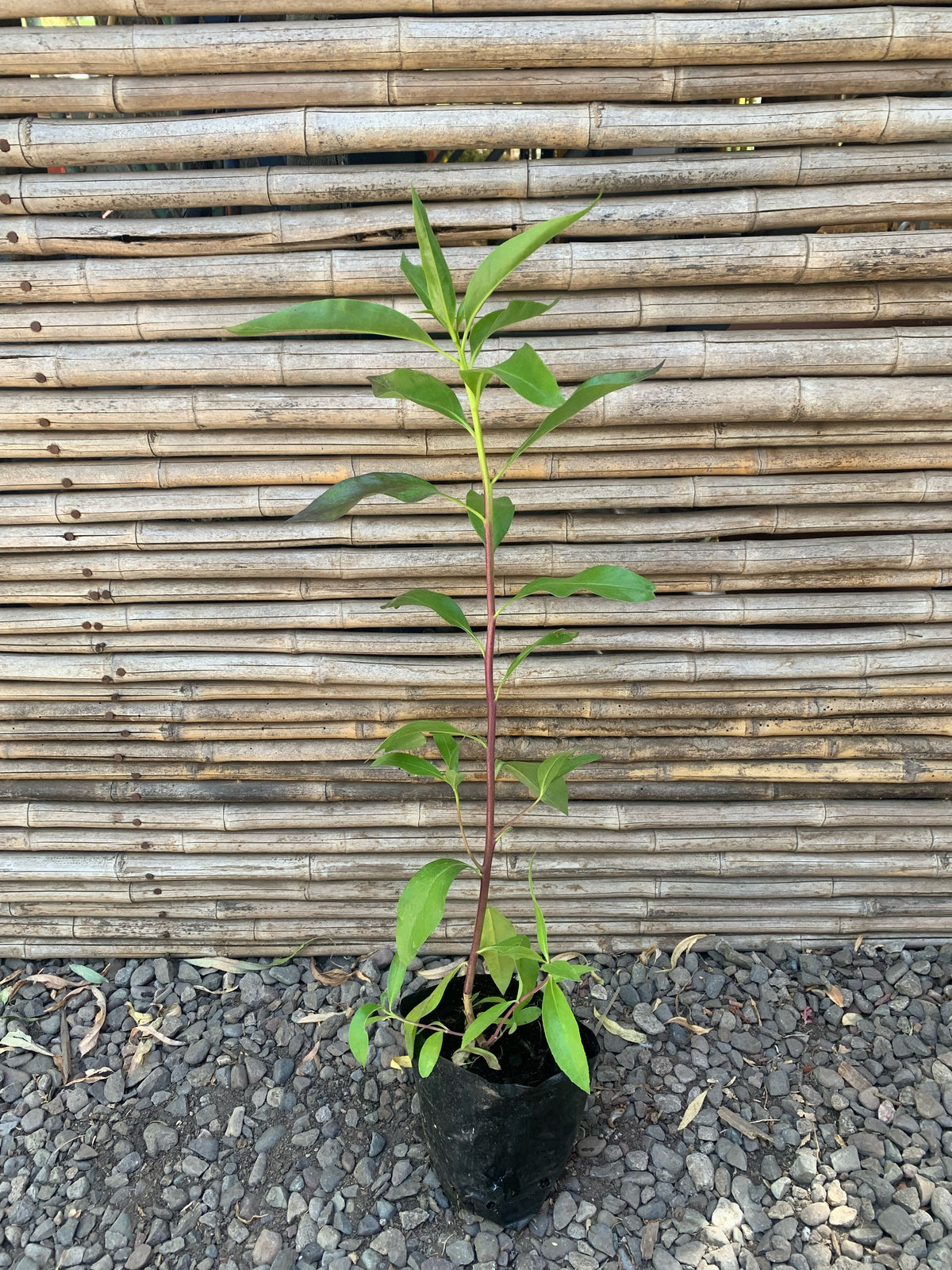 Miósporo Arbustivo - Myoporum laetum (0.6m)