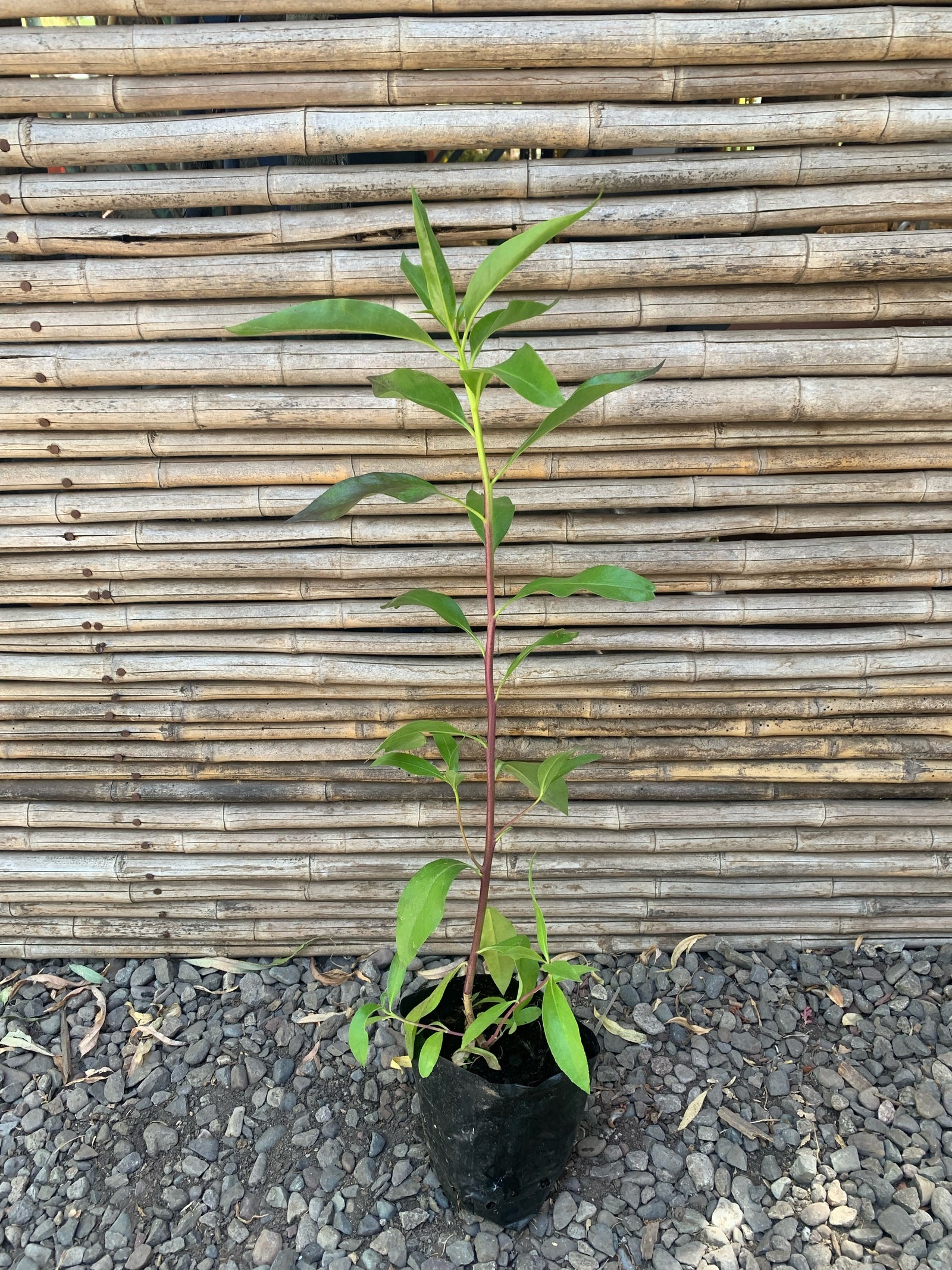 Miósporo Arbustivo - Myoporum laetum (0.6m)