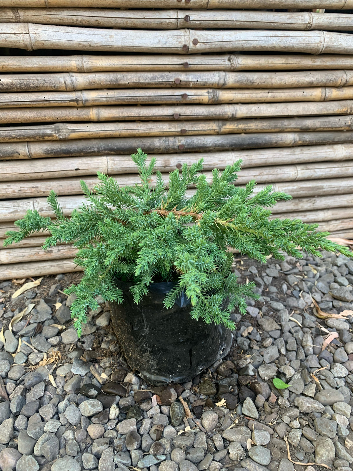 Junípero San José - Juníperus Squamata