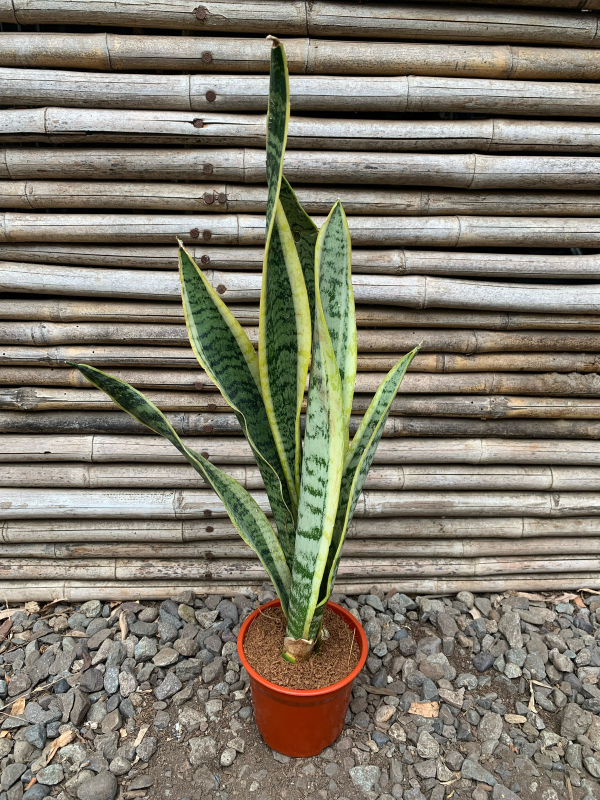 Sansevieria (35-40 cm)