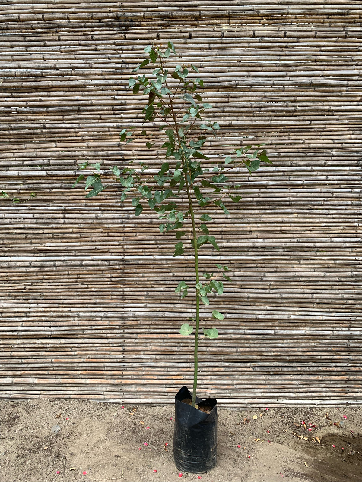 Brachichito - Brachychiton (1.5m-2.0m)