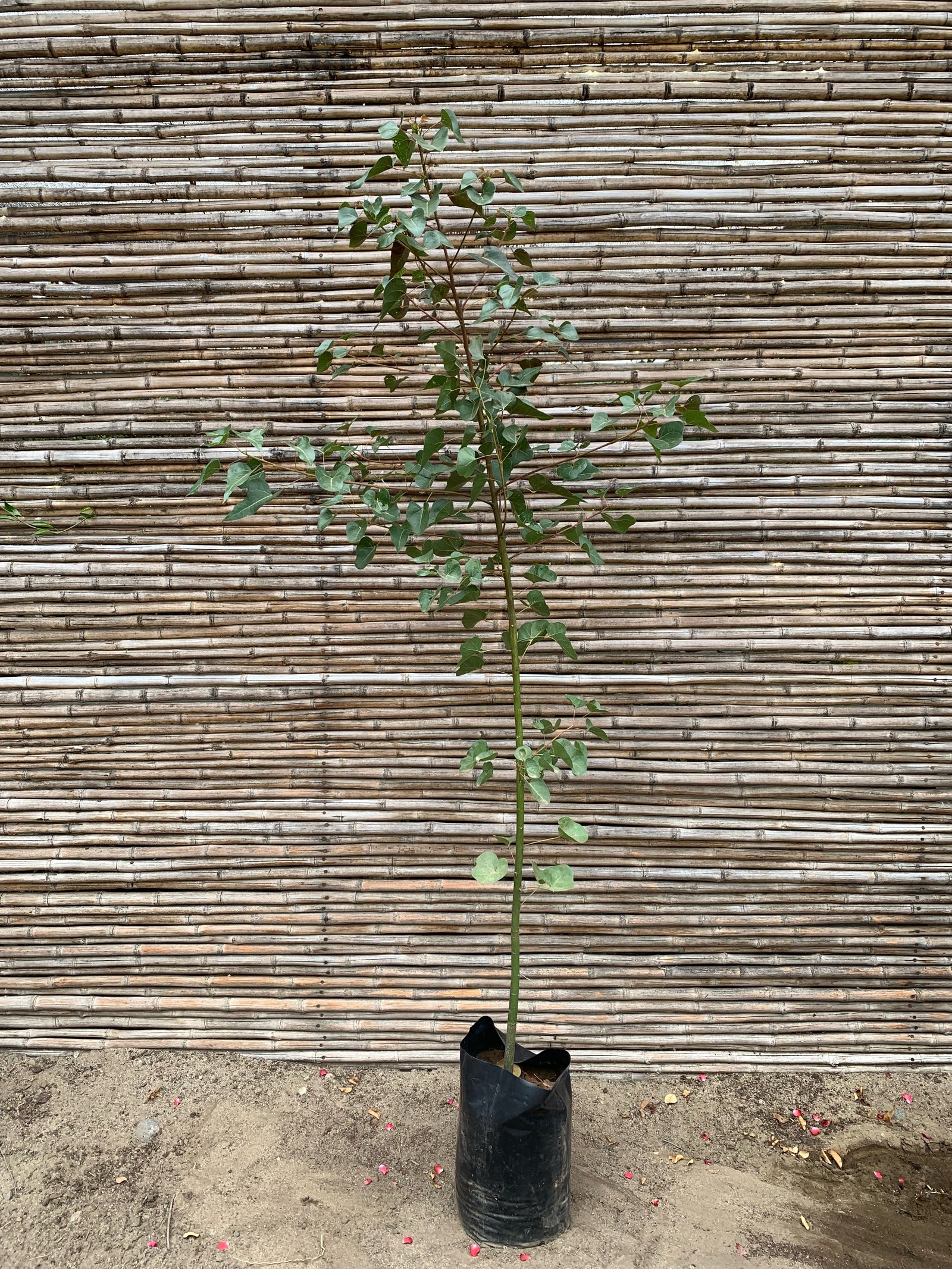 Brachichito - Brachychiton (1.5m-2.0m)