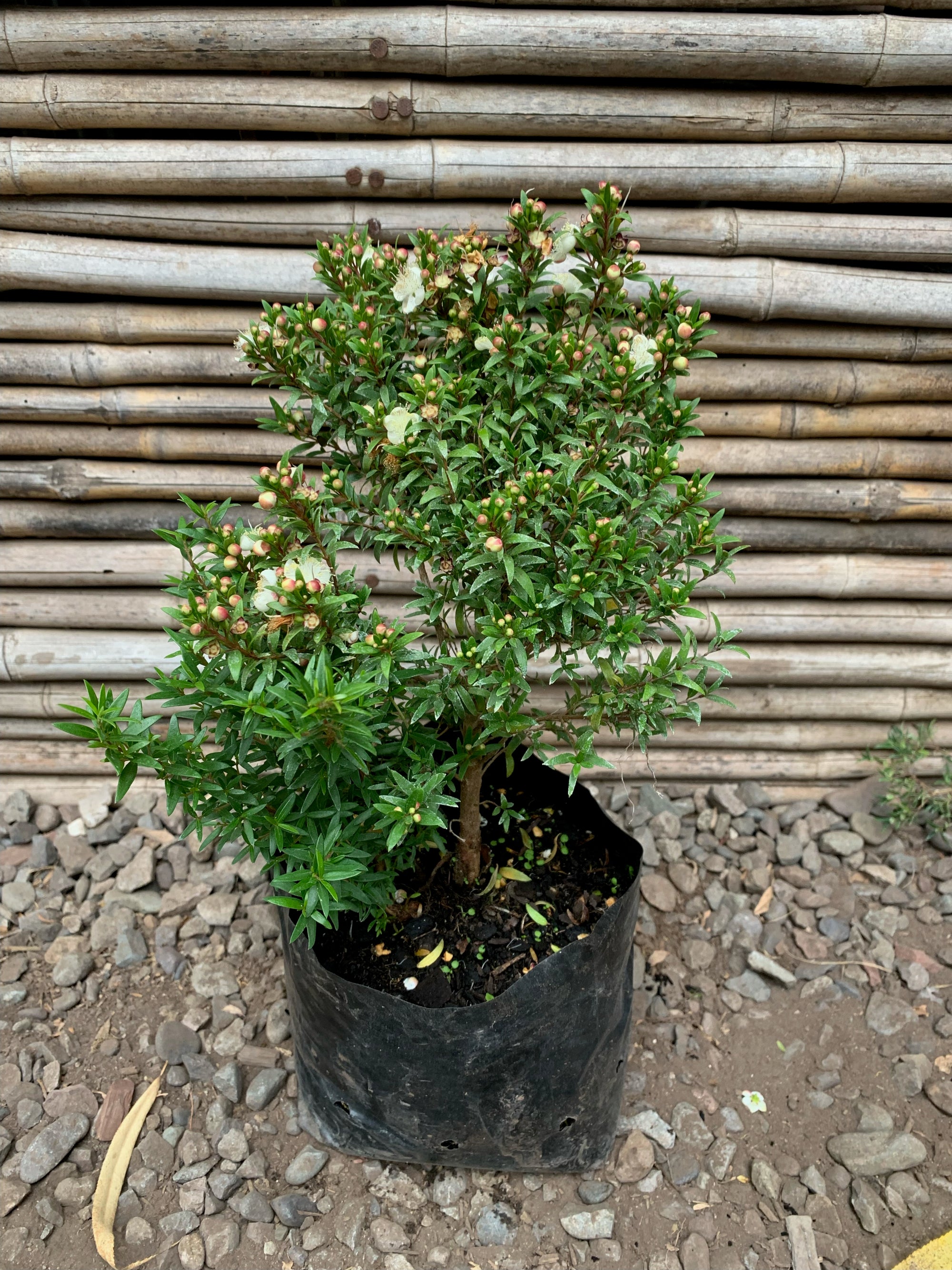 Mirto - Myrtus
