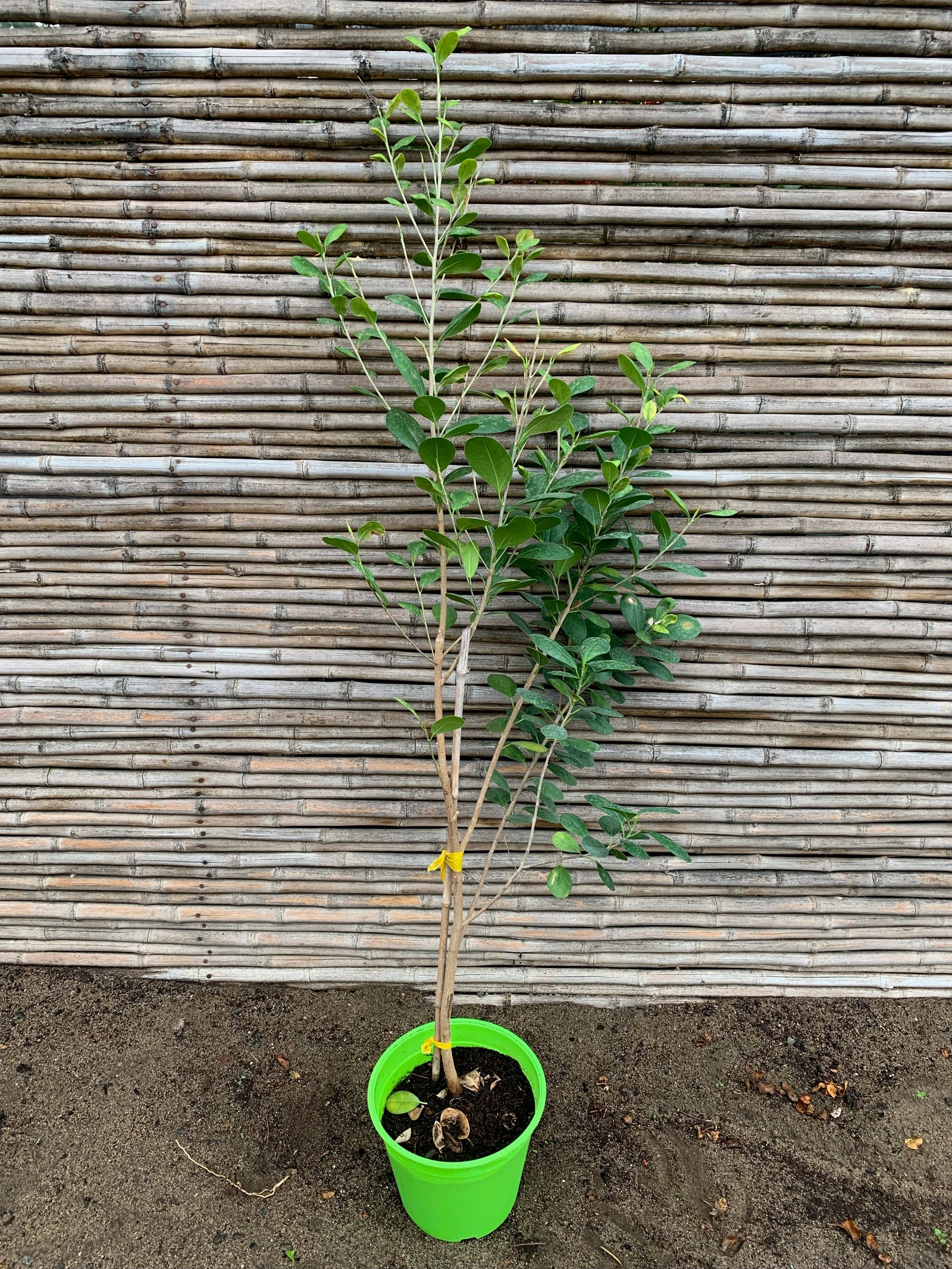 Ficus Moclame - Ficus microcarpa
