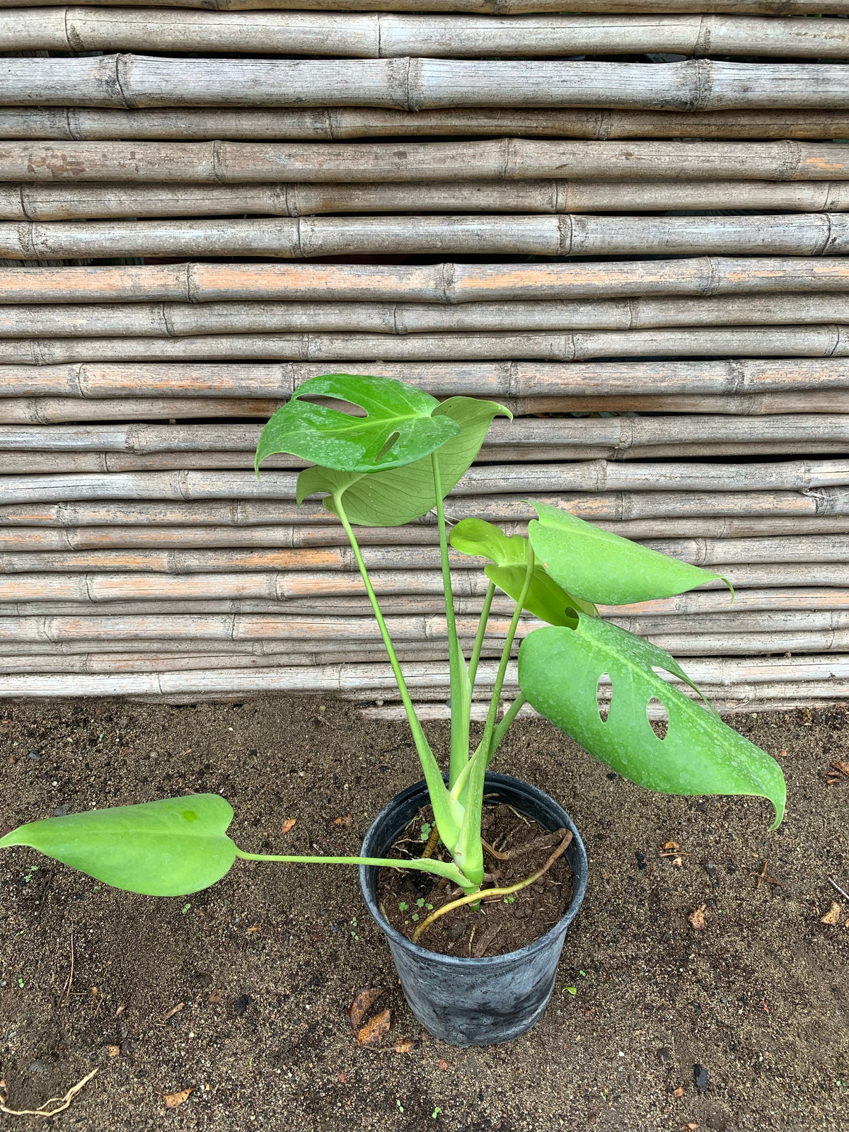 Philodendron Monstera - Monstera deliciosa (2)