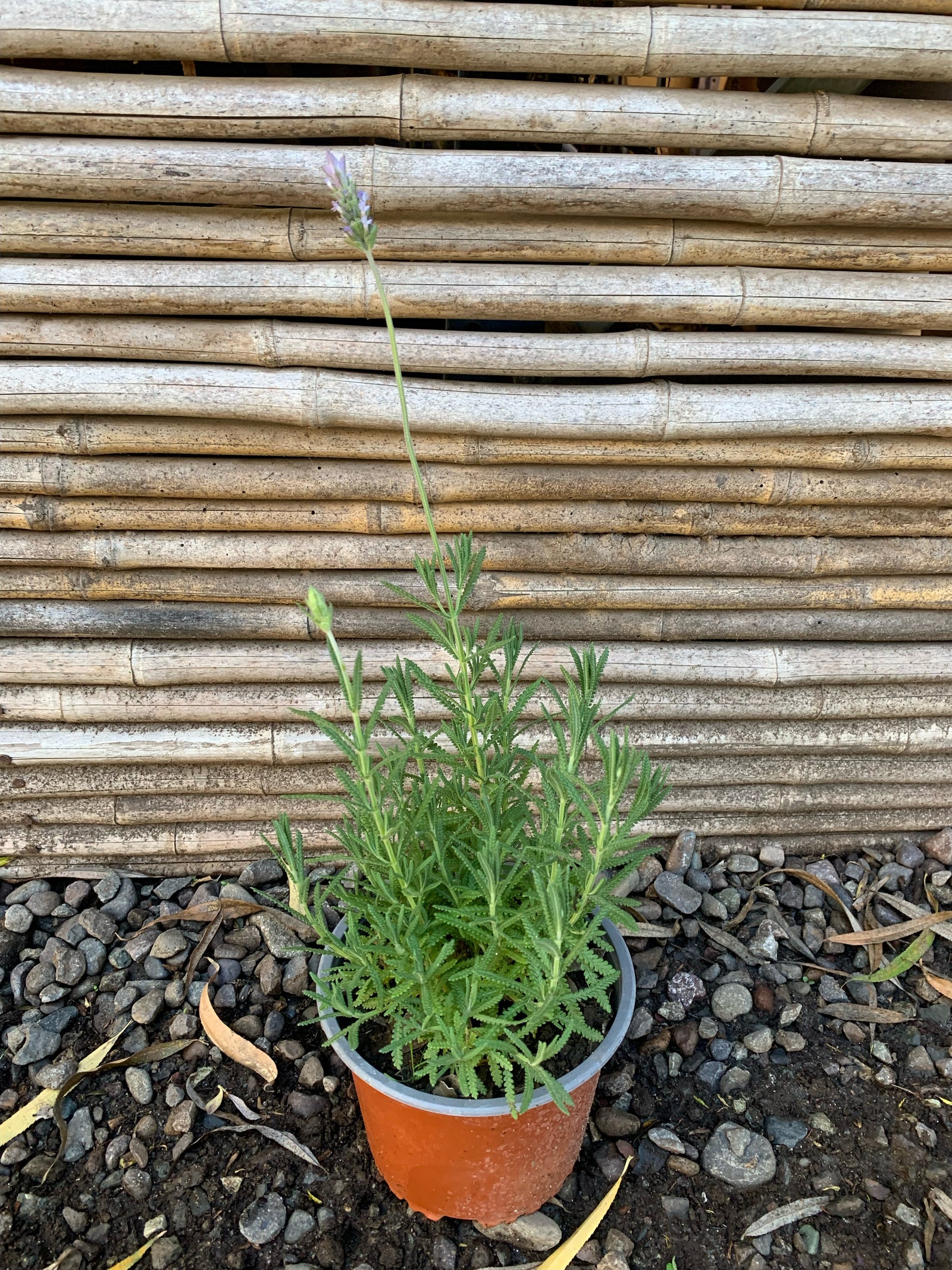 Lavanda Francesa - Lavándula Dentata (0.4-0.5m)