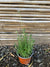 Lavanda Francesa - Lavándula Dentata (0.4-0.5m)