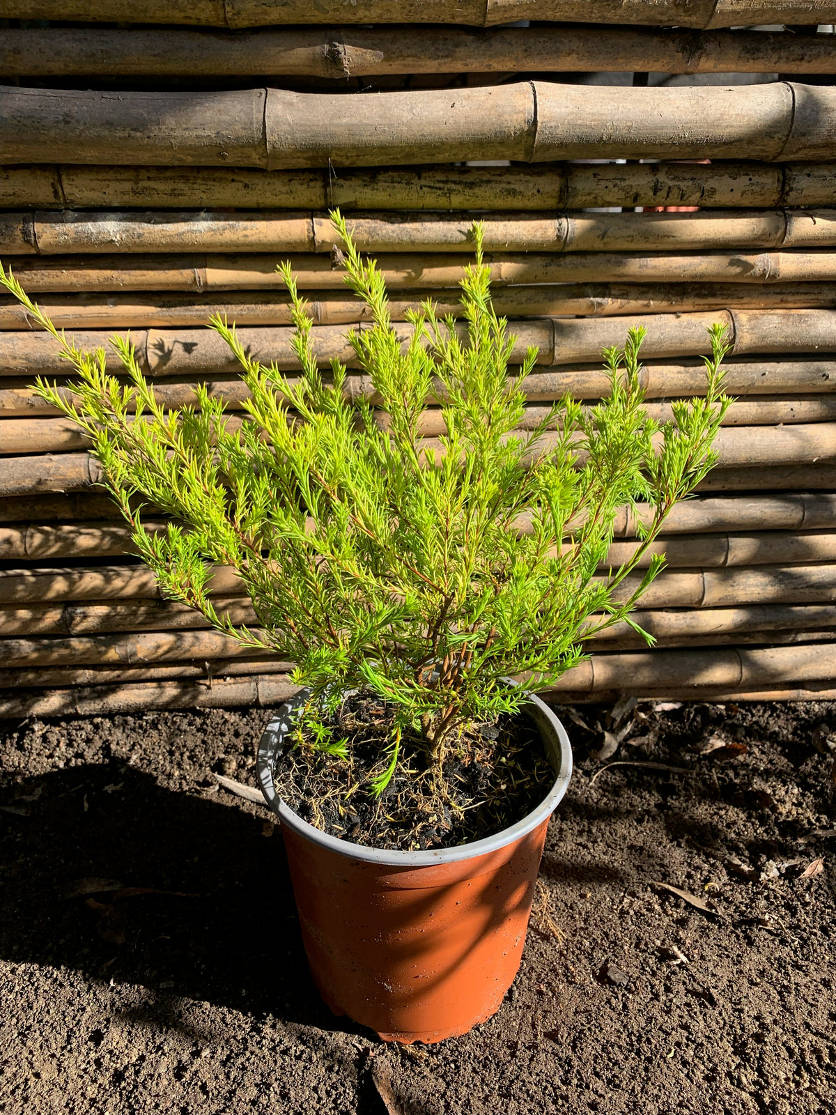 Diosma Arbustivo (0.2-0.3m)
