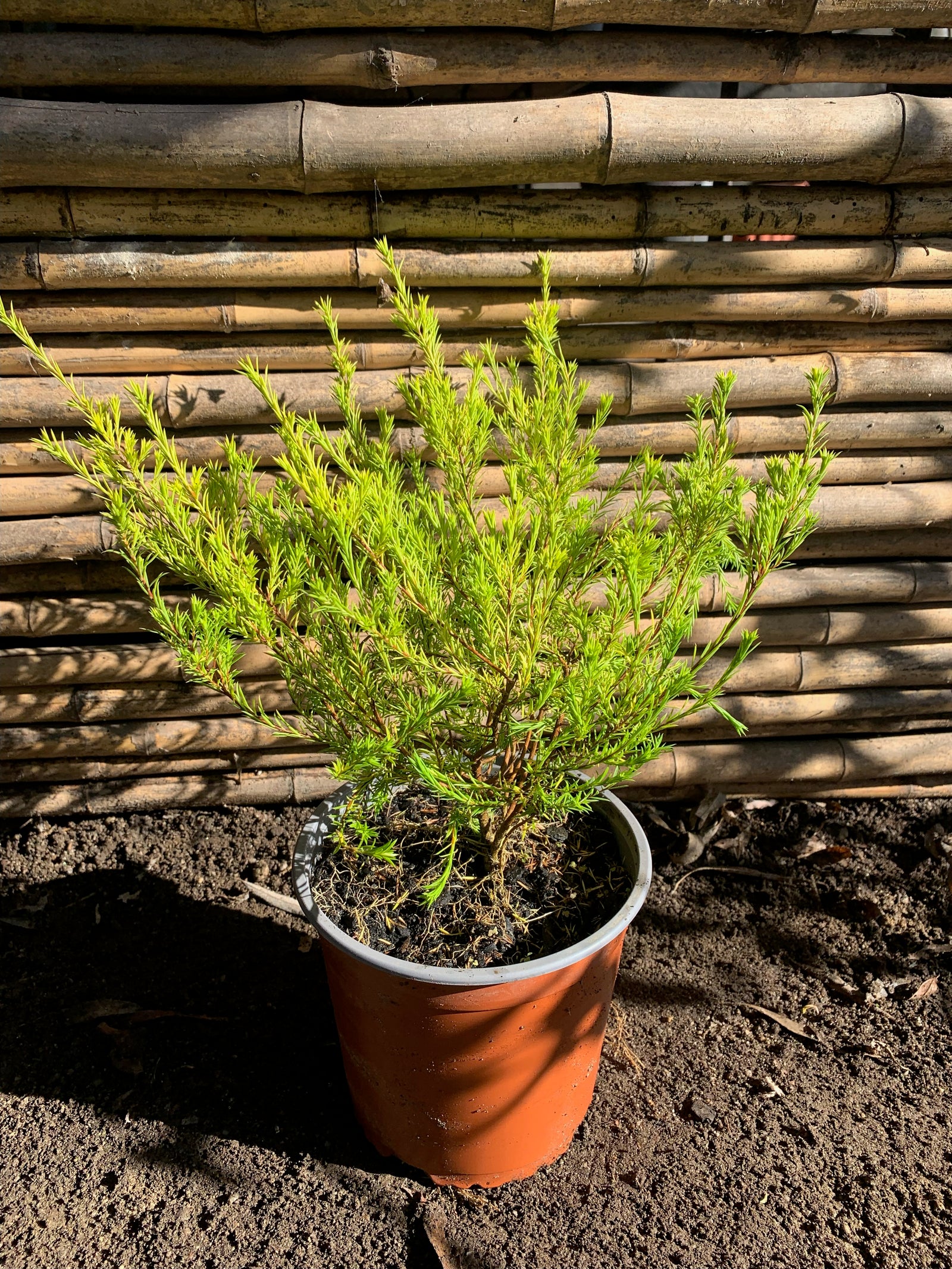Diosma Arbustivo (0.2-0.3m)