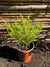 Diosma Arbustivo (0.2-0.3m)