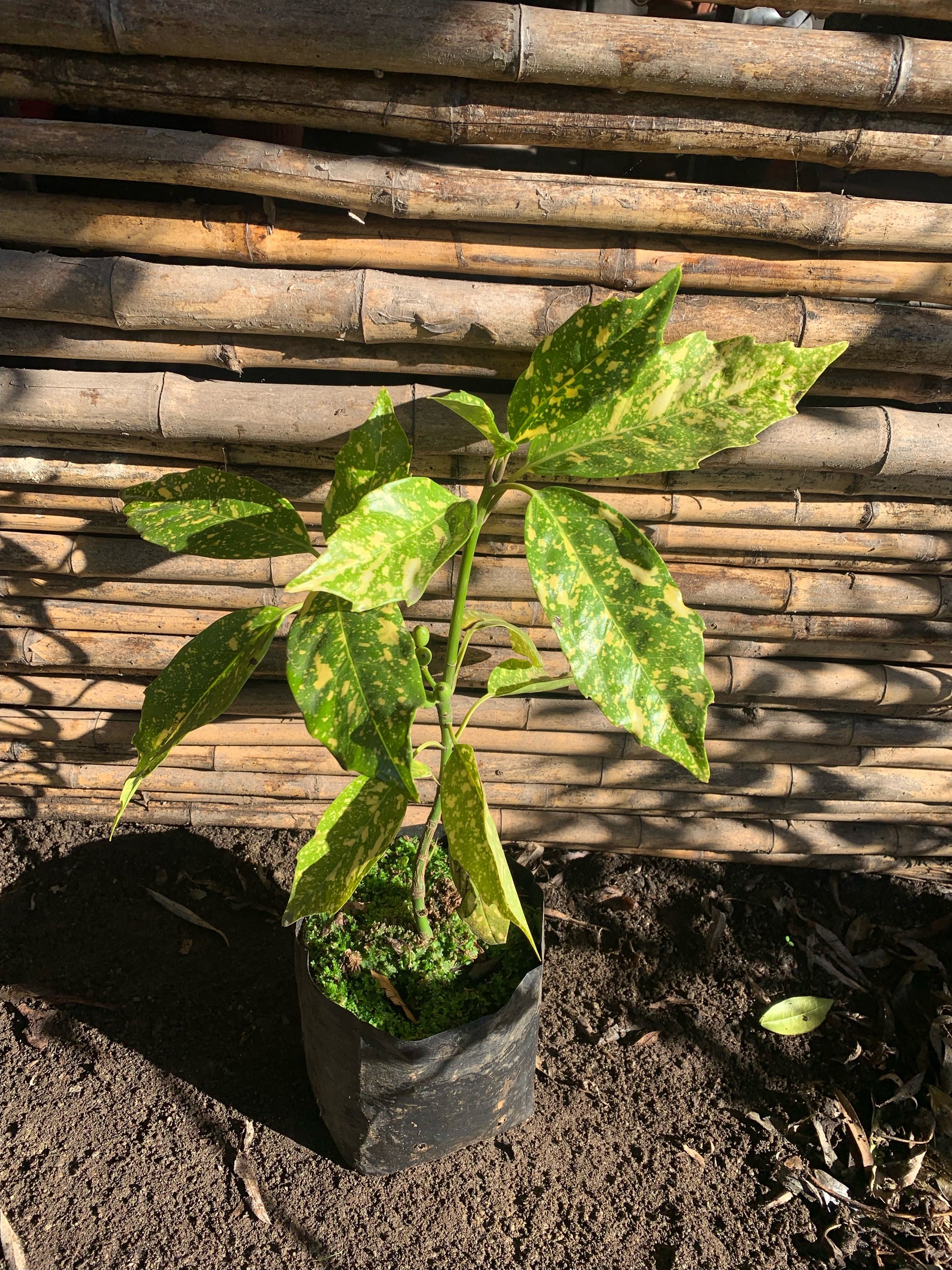 Aucuba Variegata