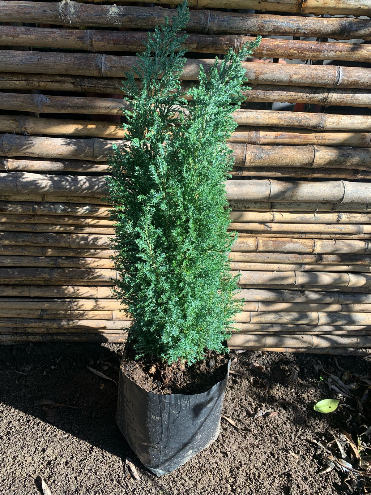 Chamaecyparis Elwoodi - Chamaecyparis lawsoniana " Elwoodii"