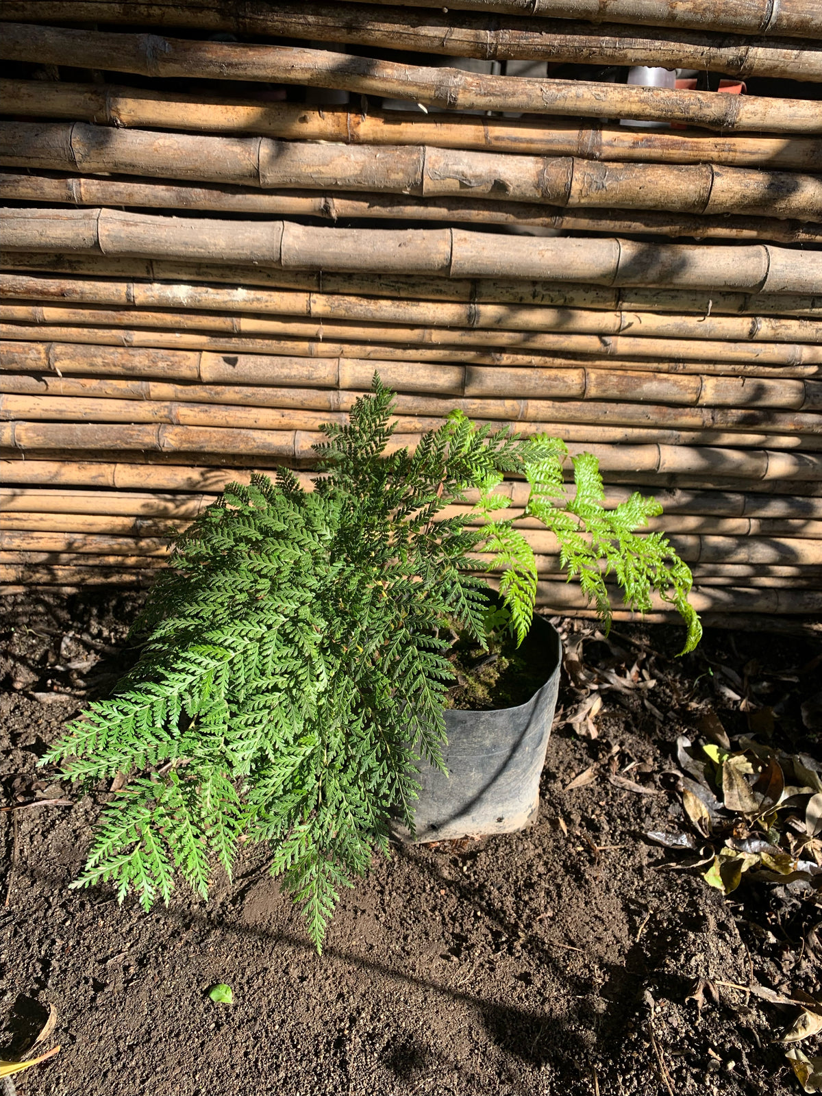 Helecho Paragua - Lophosoria Quadripinnata (1.2m)