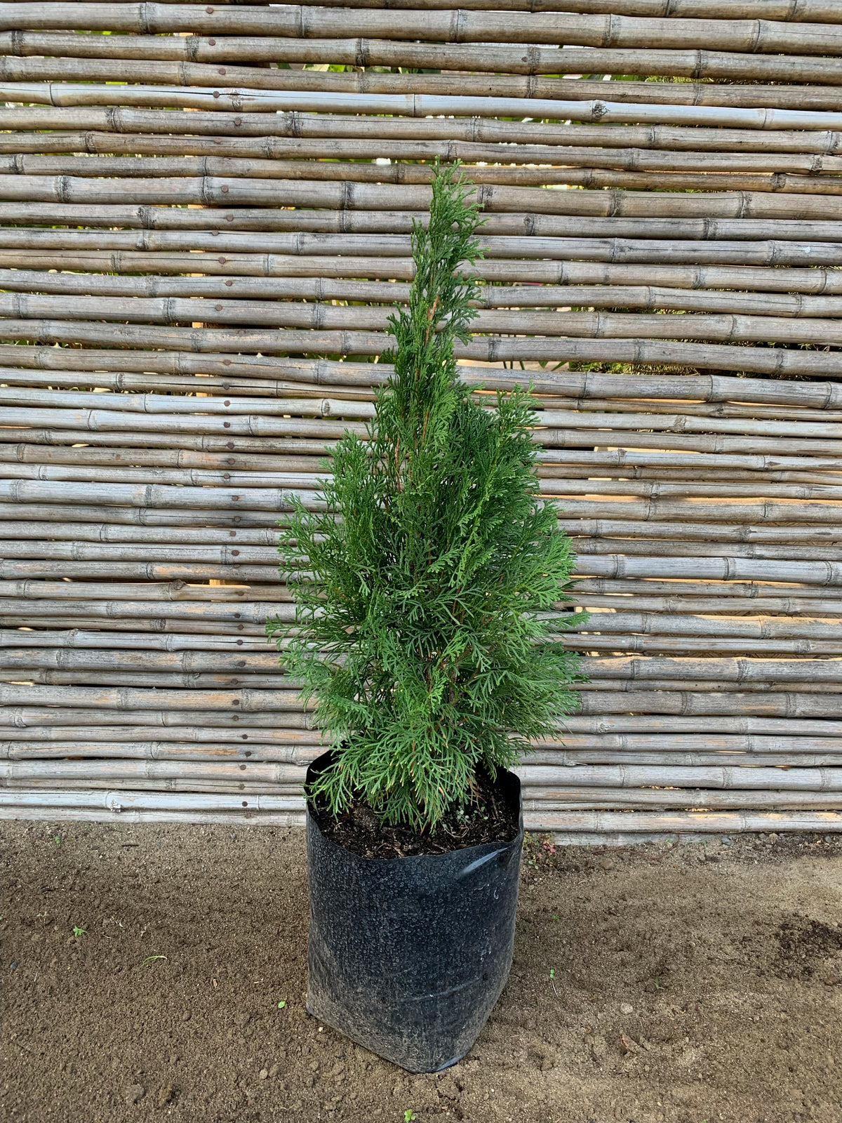 Thuja Occidentalis Smaragd (0.5-0.6m)