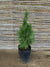 Thuja Occidentalis Smaragd (0.5-0.6m)