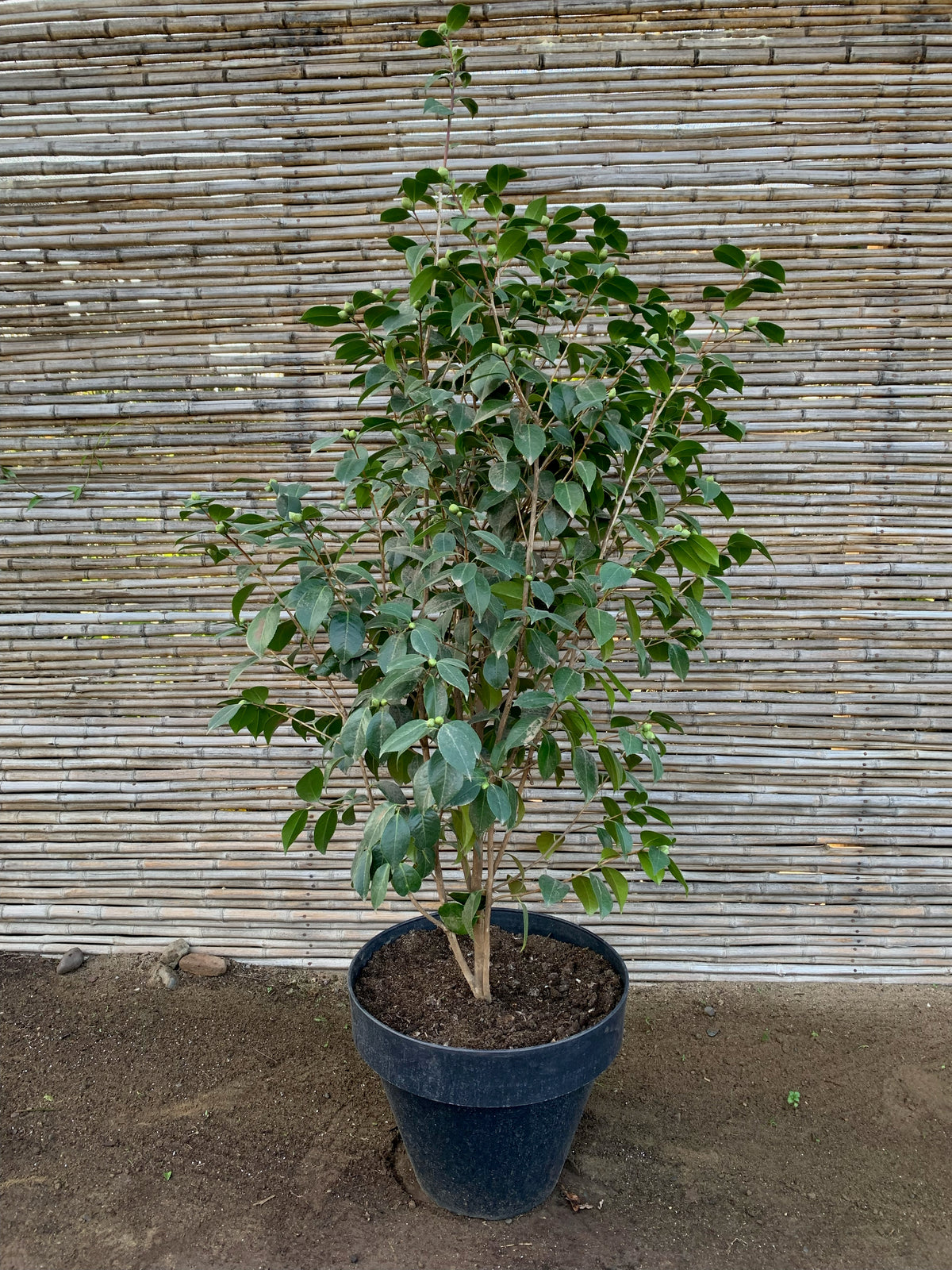 Camelia - Camelia Japónica (1.2-1.6m)