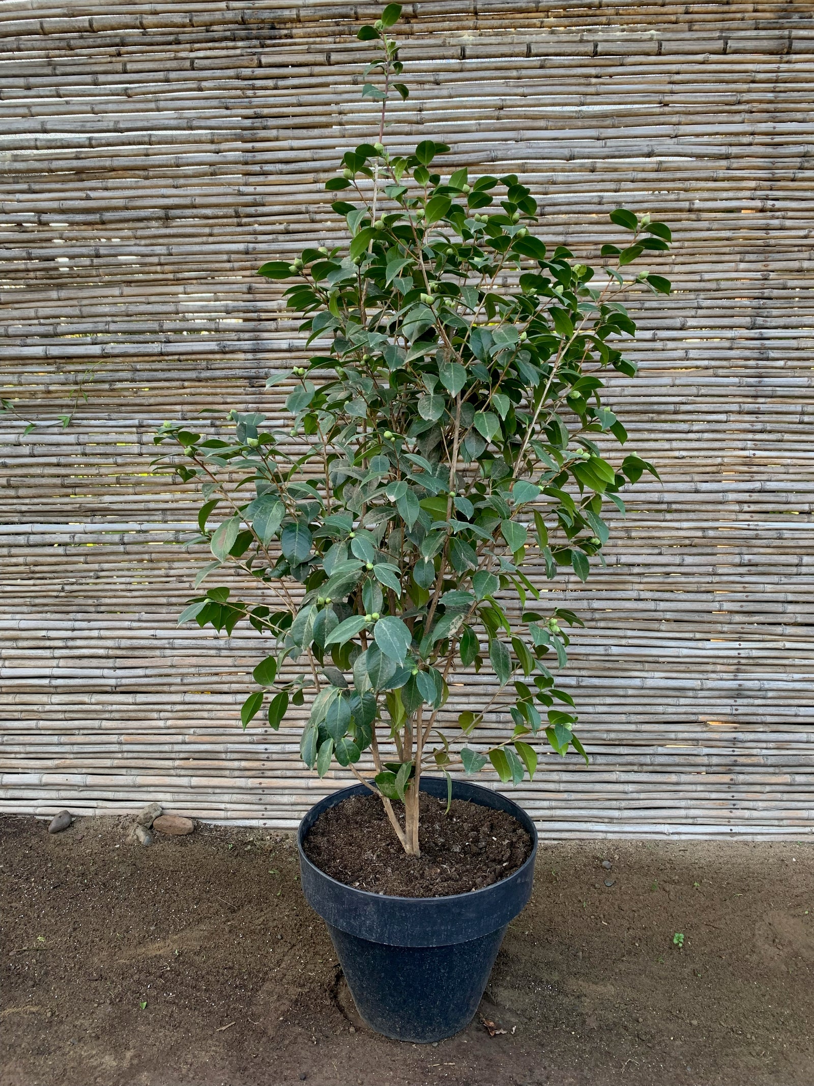 Camelia - Camelia Japónica (1.2-1.6m)