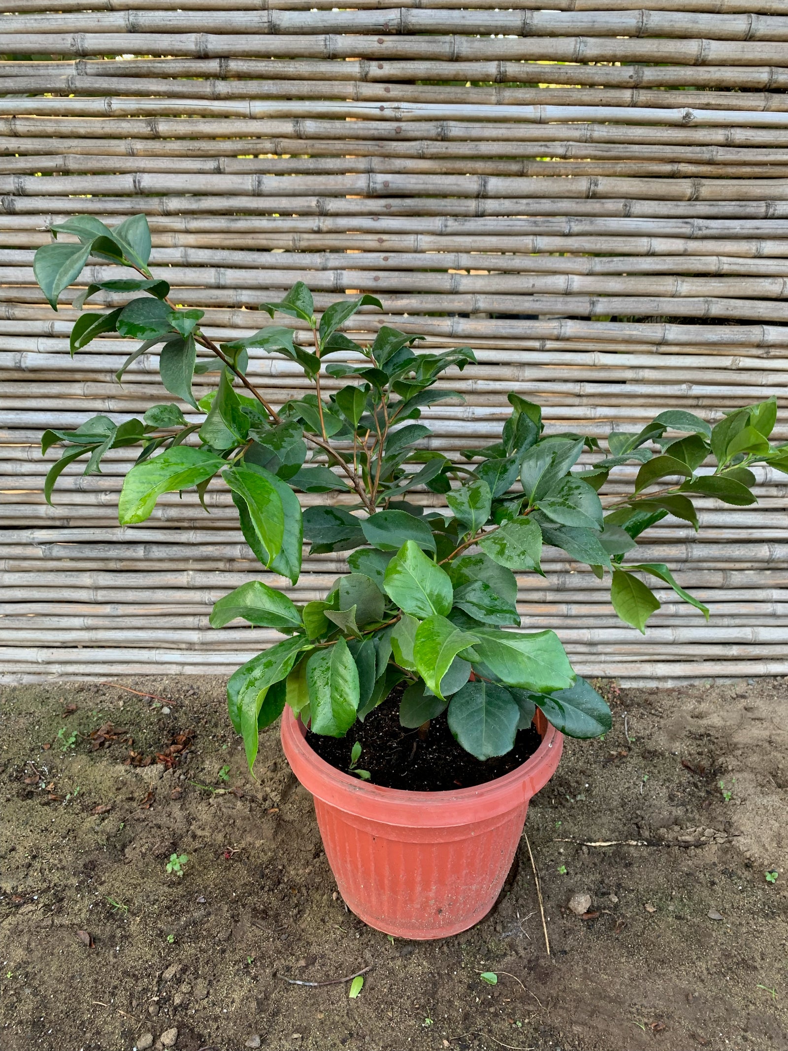 Camelia - Camelia Japónica (0.6-0.7m)