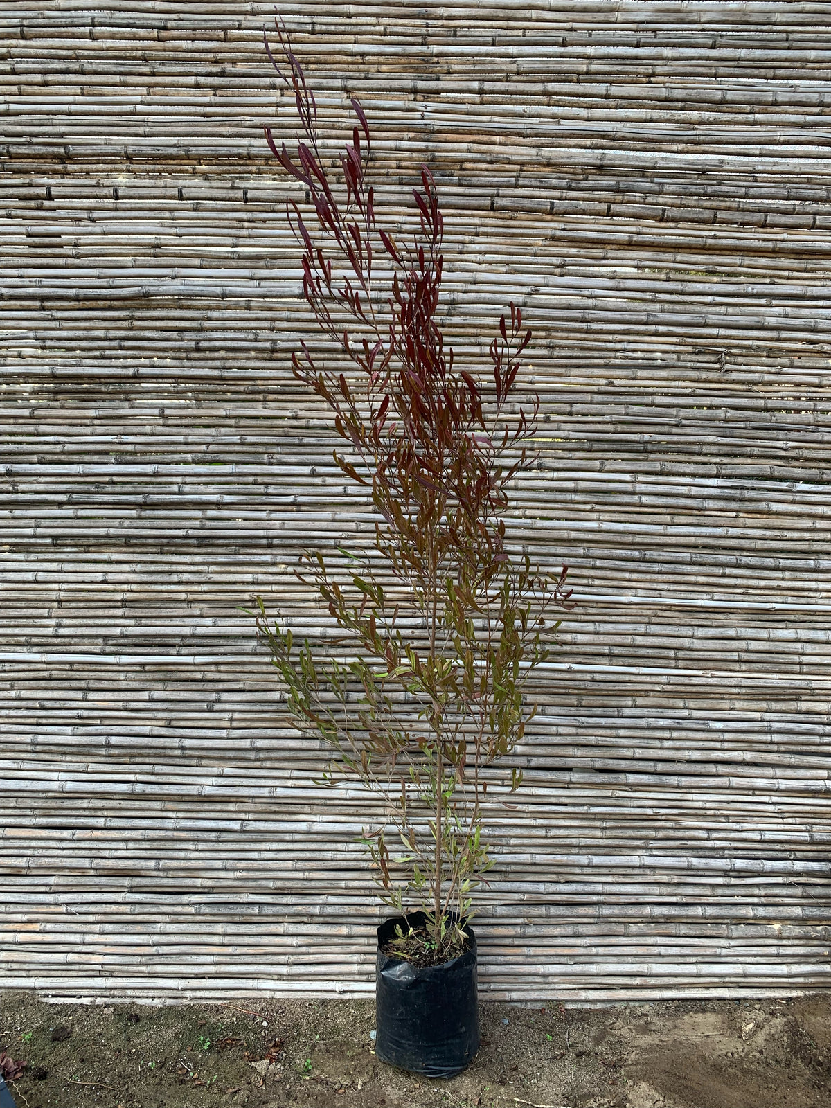 Stenocarpus Rojo - Stenocarpus Atropurpurea (1.6-2.0m)