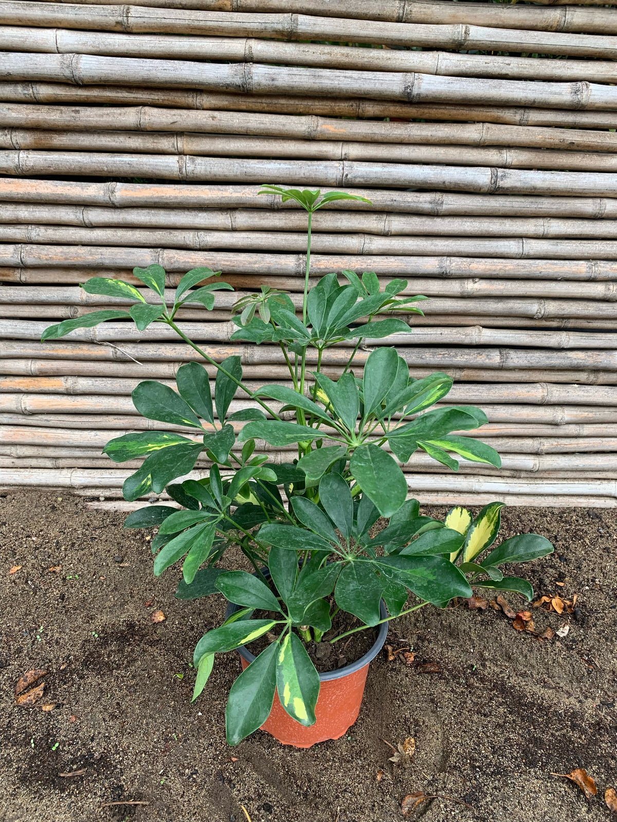 Cheflera - Schefflera arboricola