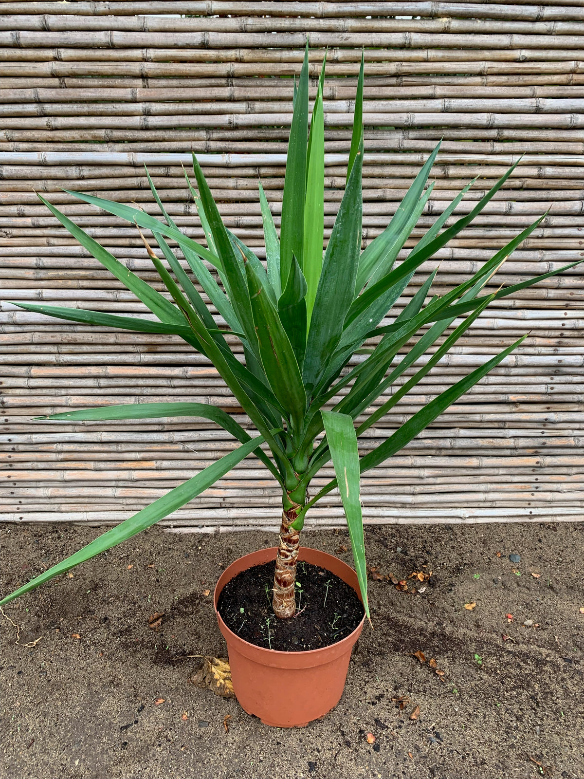 Yucca (0.8m)