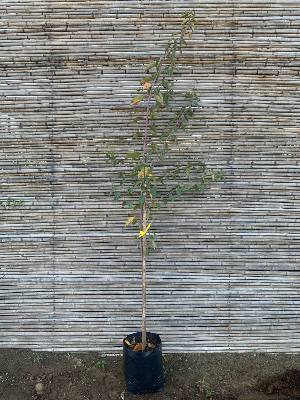 Maqui - Aristotelia chilensis