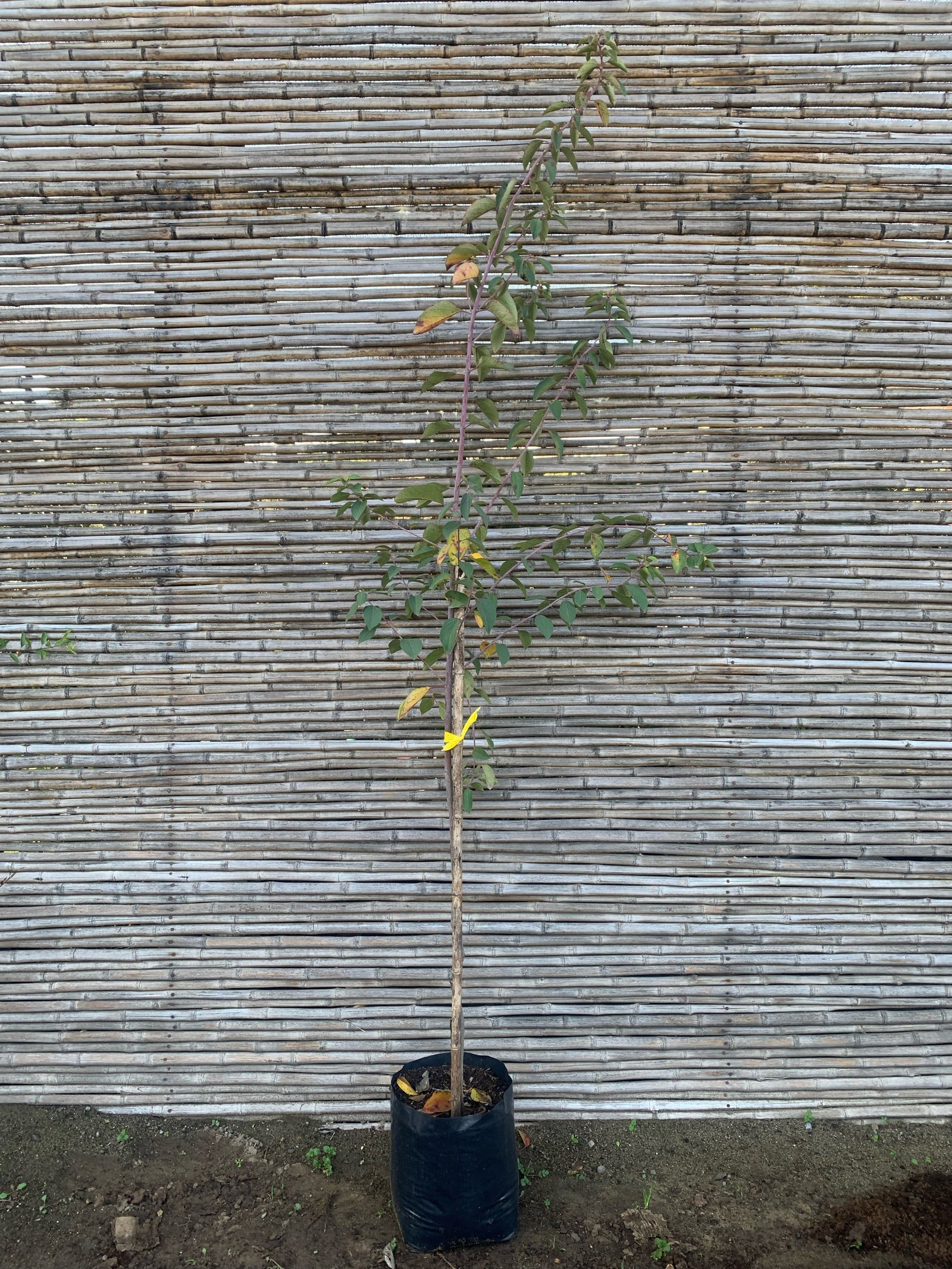 Maqui - Aristotelia chilensis