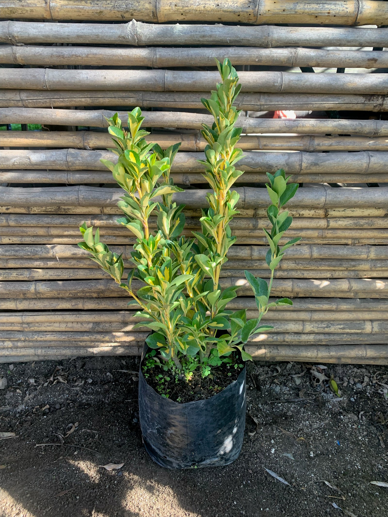 Evónimo Yema de Huevo - Euonymus Japonicus Variegata (0.4-0.6 m)