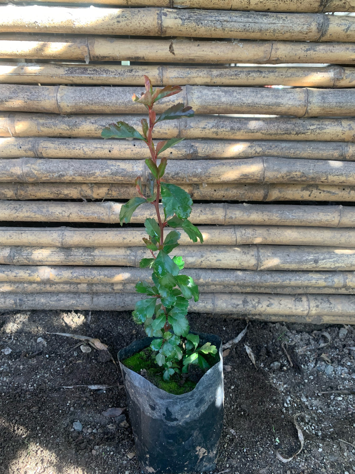 Crateus - Crateagus (0.2-0.3m)