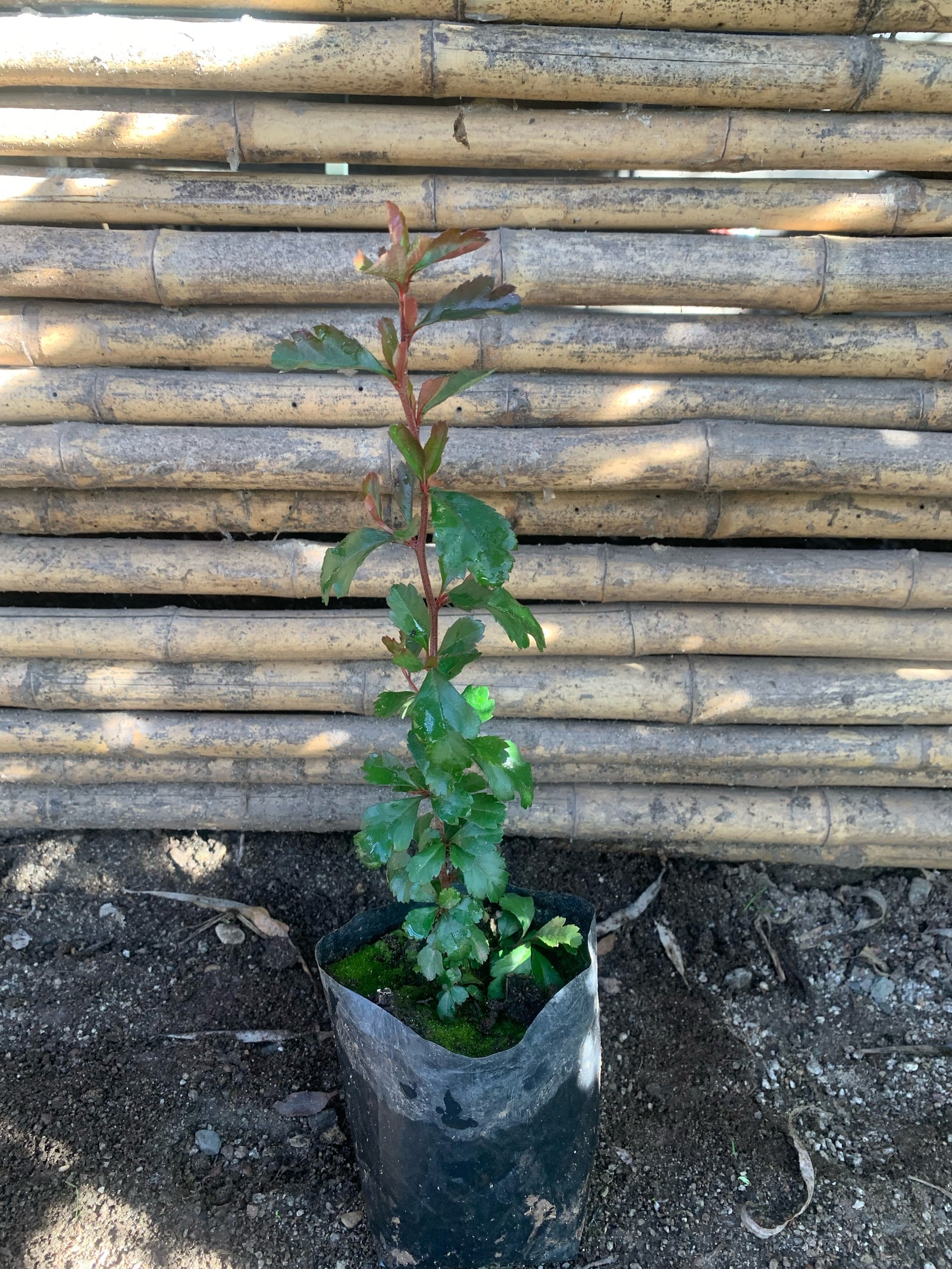 Crateus - Crateagus (0.2-0.3m)