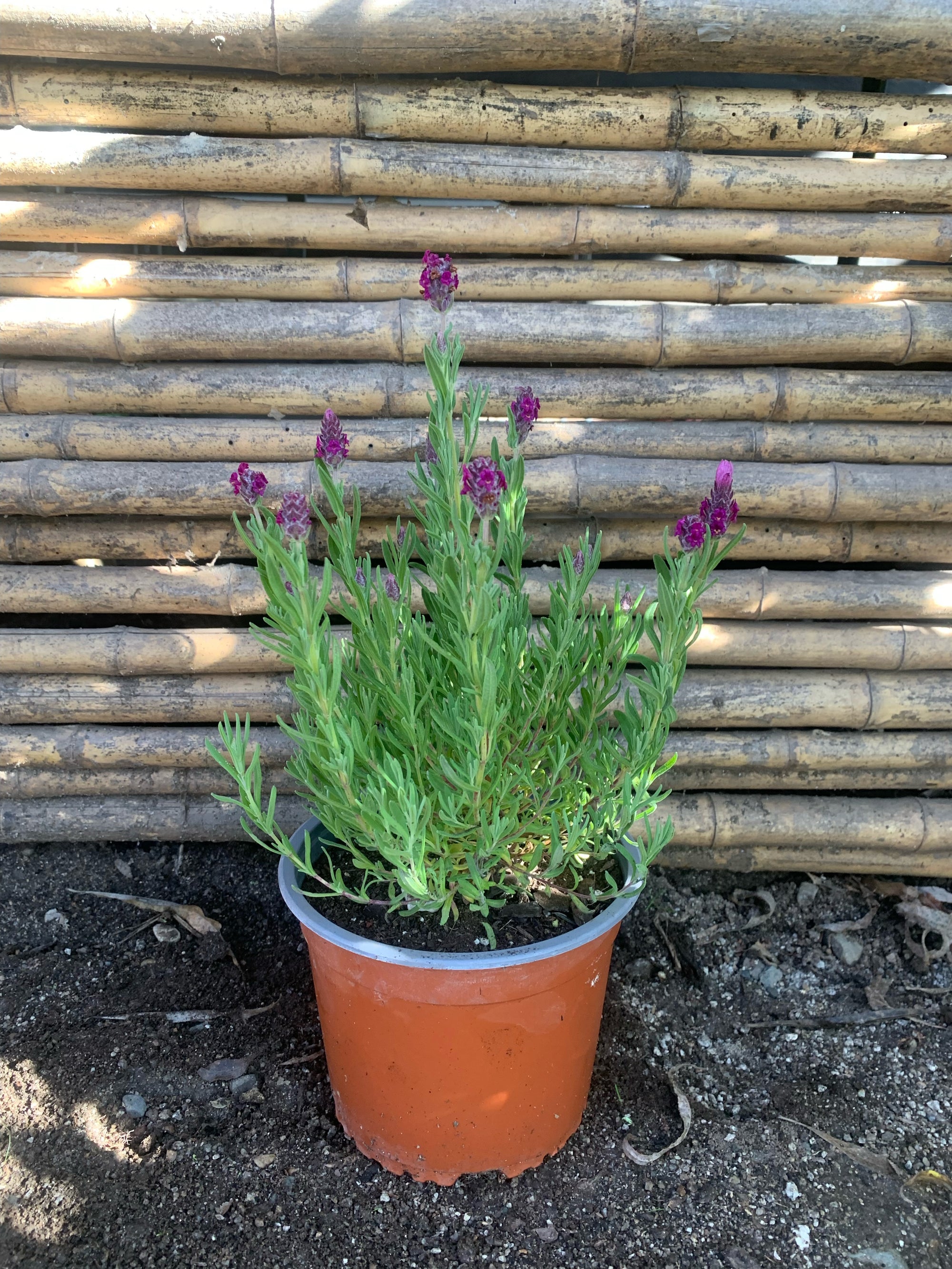 Lavanda Stoeacha - Lavándula Stoeachas  (0.20-0.25 m) Morada