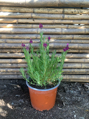 Lavanda Stoeacha - Lavándula Stoeachas  (0.20-0.25 m) Morada