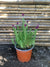 Lavanda Stoeacha - Lavándula Stoeachas  (0.20-0.25 m) Morada