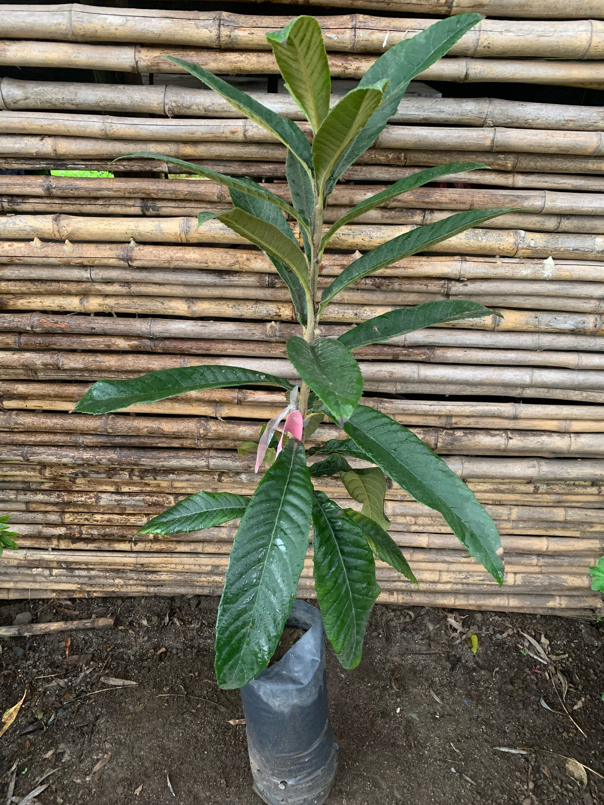 Níspero - Eriobotrya japonica