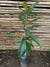 Níspero - Eriobotrya japonica